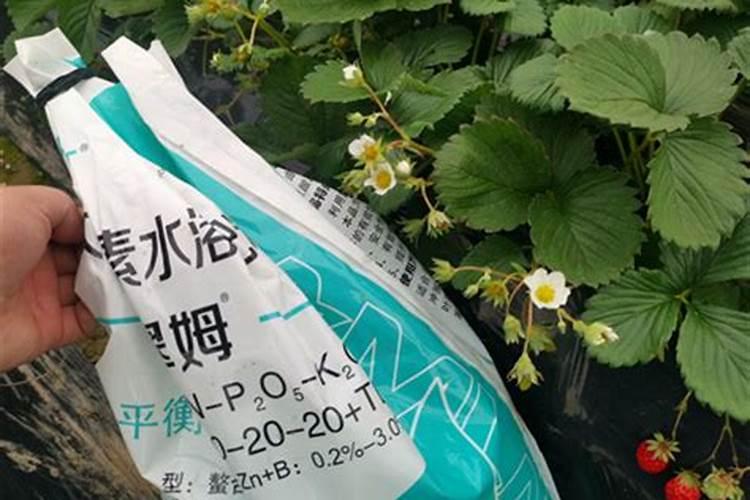 鱼蛋白放多了会烧根吗