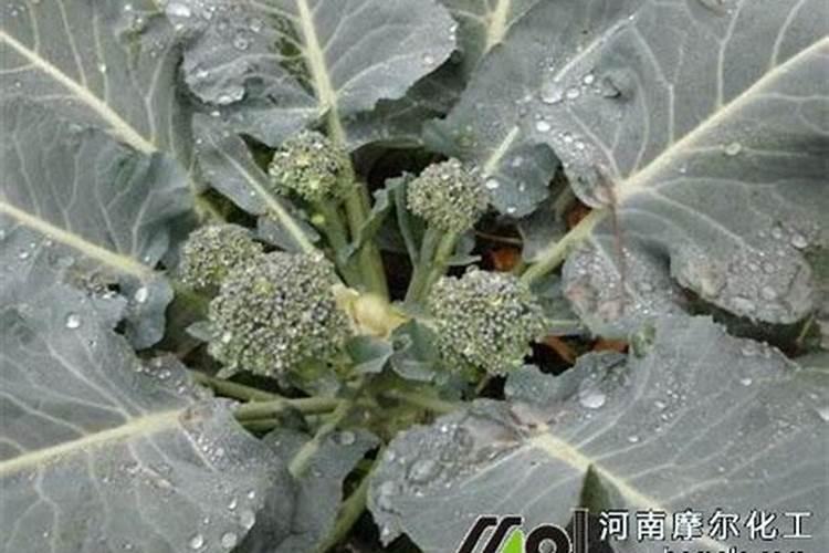 西兰苔开花需要什么肥料