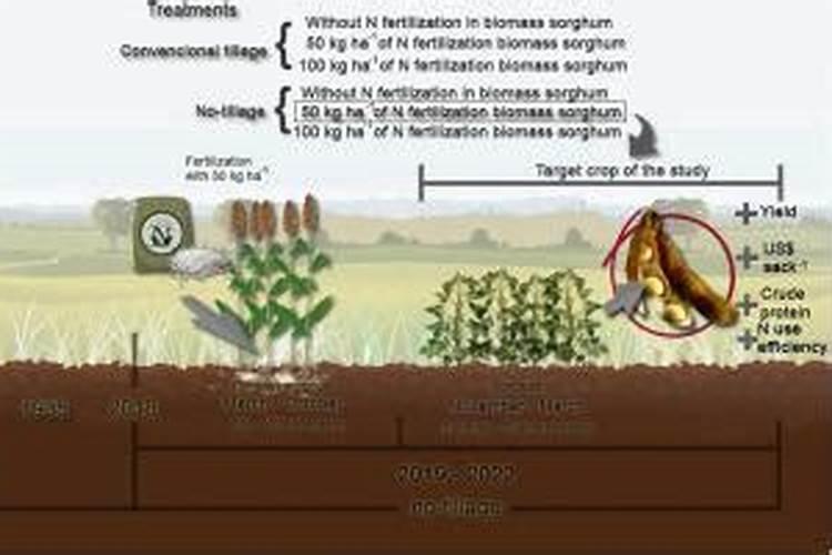 聚谷氨酸对植物的作用