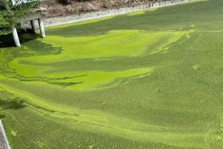 下雨天蒜苗撒什么化肥