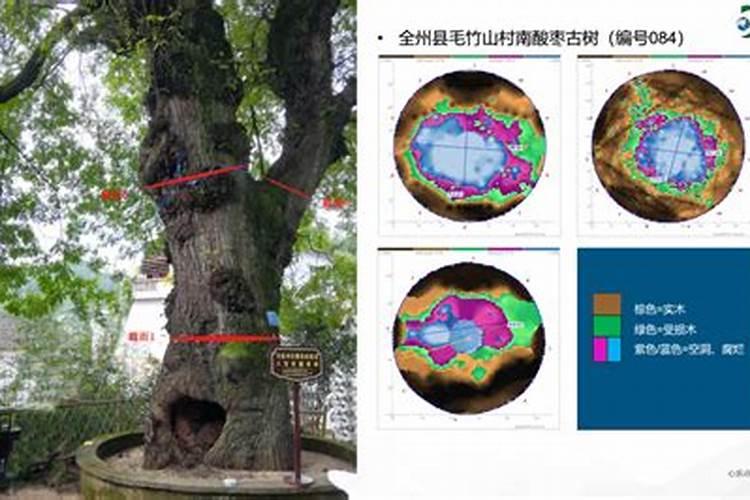 玉树的养殖方法和注意事项是什么？
