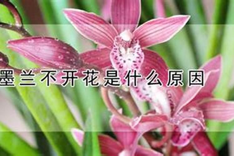 墨兰怎么施肥