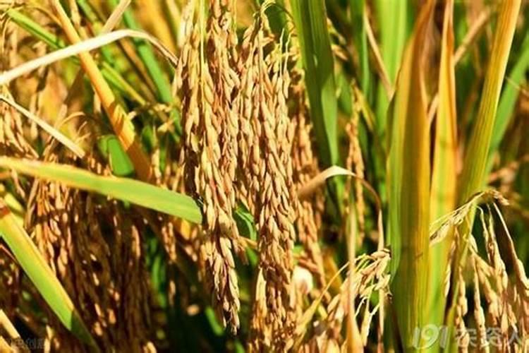 塑料大棚西瓜栽培的温度、湿度管理技术要点有哪些？