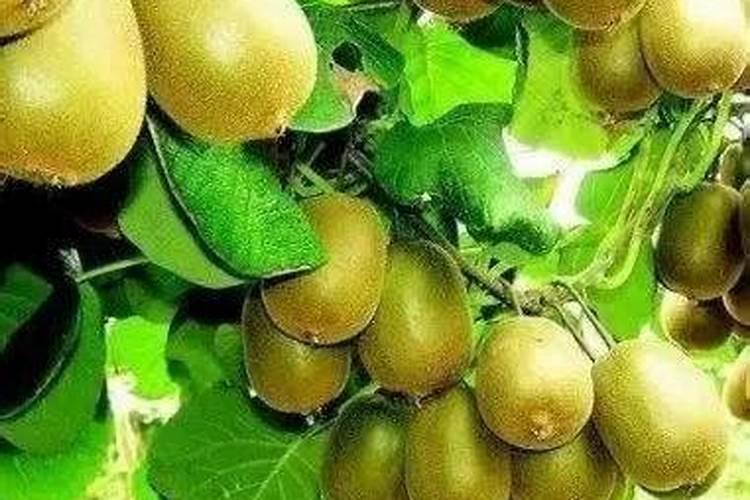 猕猴桃挂果后施什么肥料