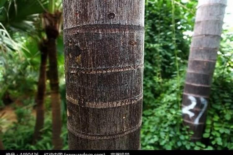 让玉米秸秆粗壮喷施什么叶面肥？