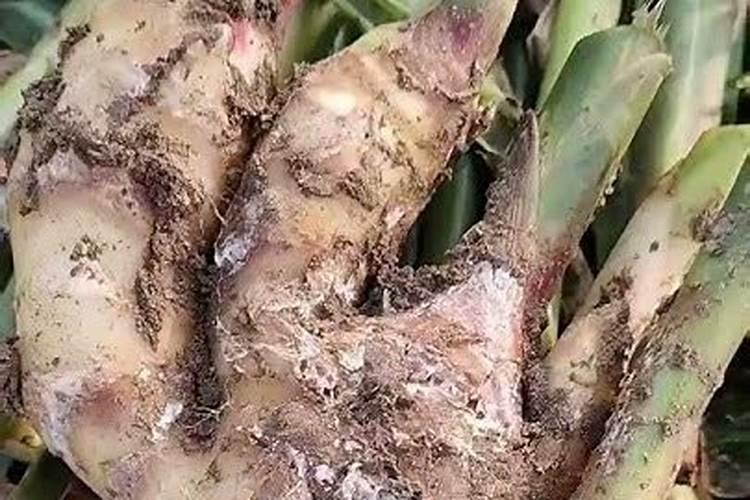 治疗果树根瘤病最好的是什么药？哪里能买到？