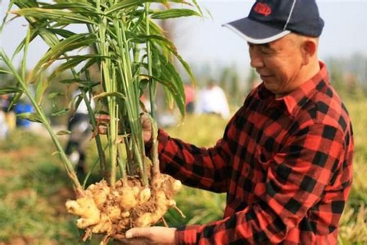 植物筋骨宁长什么样