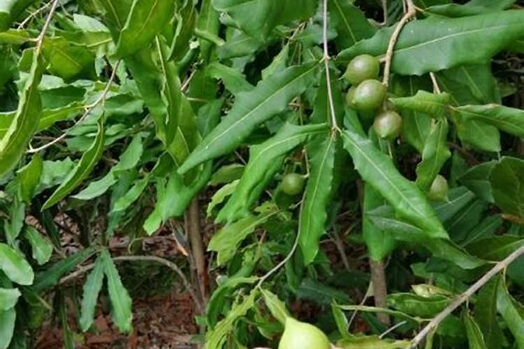 夏威夷果的种植方法