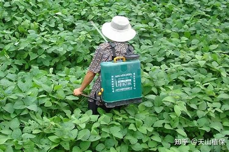为什么要打叶面肥？很多人以为是激素,不敢吃打过叶面肥的蔬菜