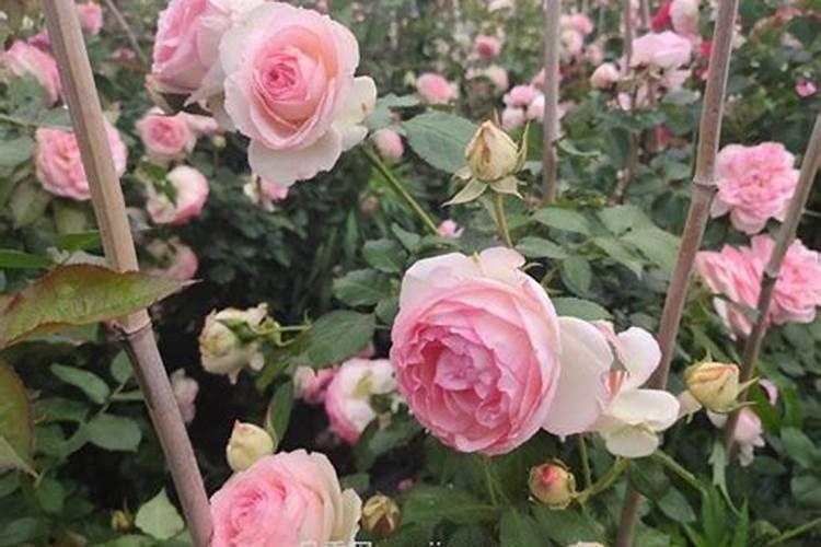月季花可以用磷酸二氢钾肥吗(月季适合施什么肥料长得好)