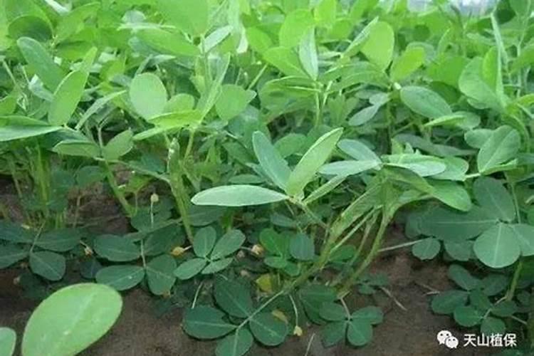 大豆花期打什么药能高产 花期施什么肥好