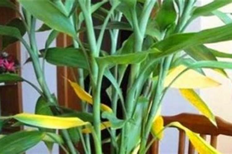 哪些花卉适合浇钙片呢？