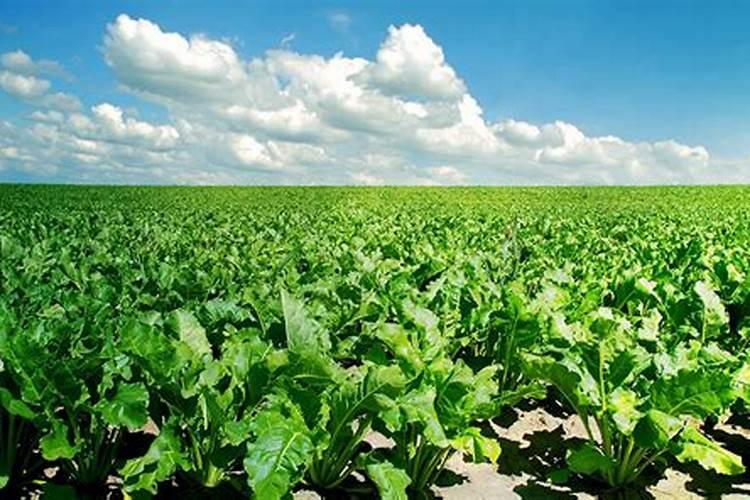 甜菜高产施肥技巧