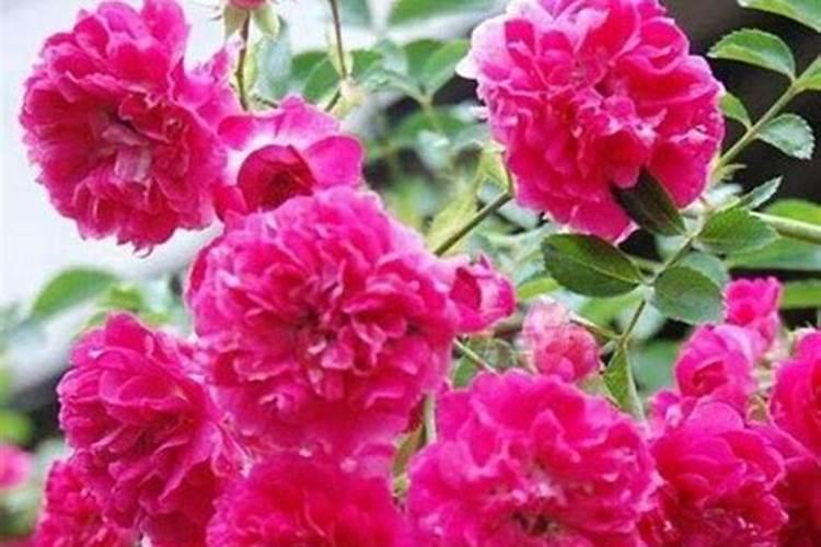 月季春季如何施肥