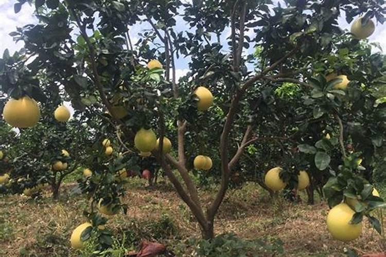 土壤有机质下降的“后果”!(非常重要)