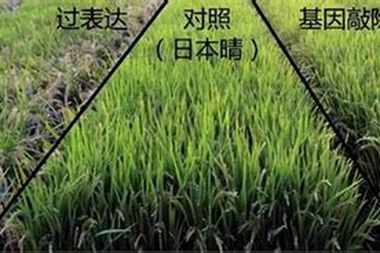 果树缺硼保花保果难,为什么用了很多硼肥,可效果总不好？