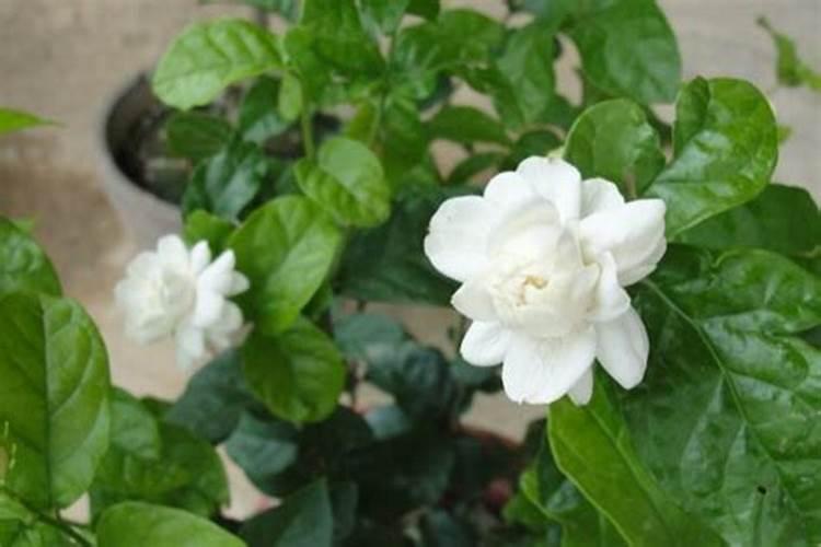 虎头茉莉怎么施肥