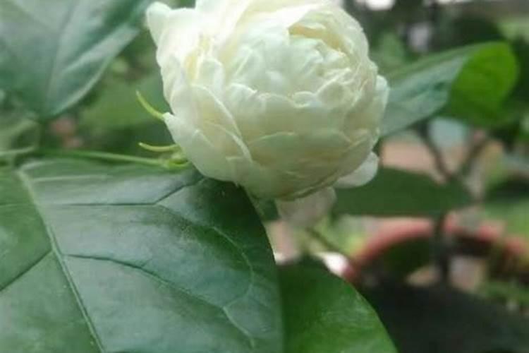 虎头茉莉怎么施肥