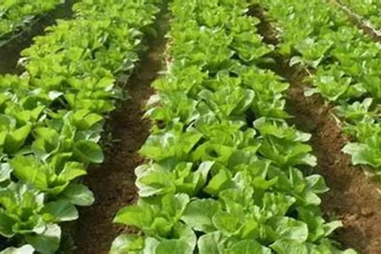 种青菜用什么肥料好