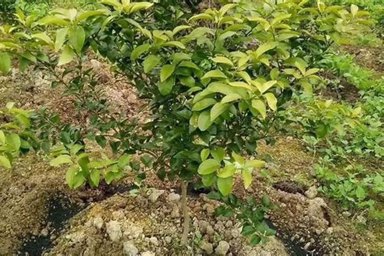 春季柑橘琳树发芽前可以喷施硼肥吗？