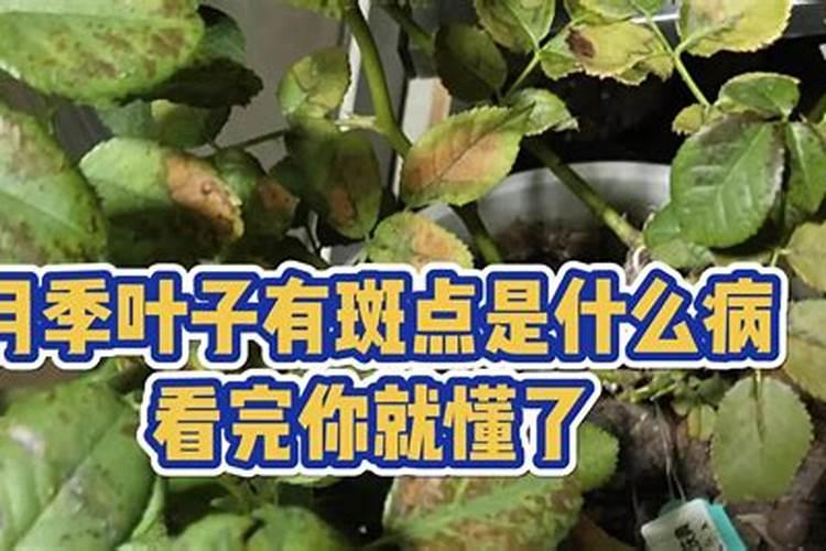 月季遭氮肥肥害该怎么办