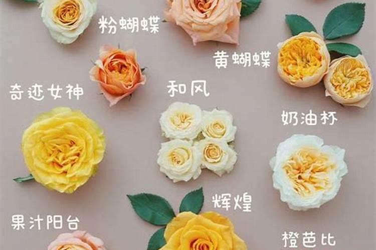 月季花可以用磷酸二氢钾肥吗(月季适合施什么肥料长得好)