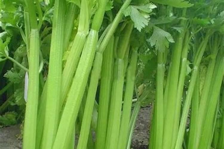 发财树怎么施肥