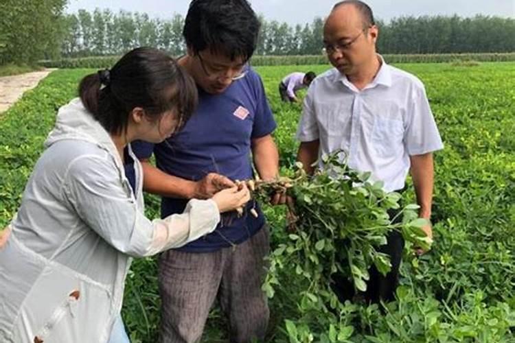 花生喷施硼肥最佳时间 使用注意事项有哪些