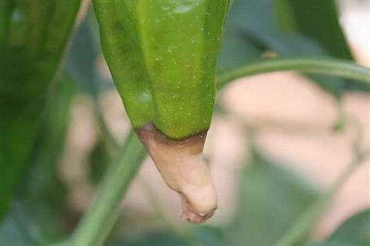 在农村种植芸豆的时候,应该如何施肥呢？