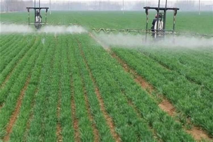 小麦叶面肥喷施要点 小麦怎么施肥