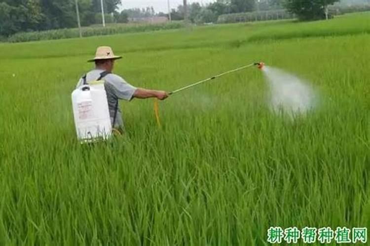 小麦叶面肥使用效果好,很多人还不会用