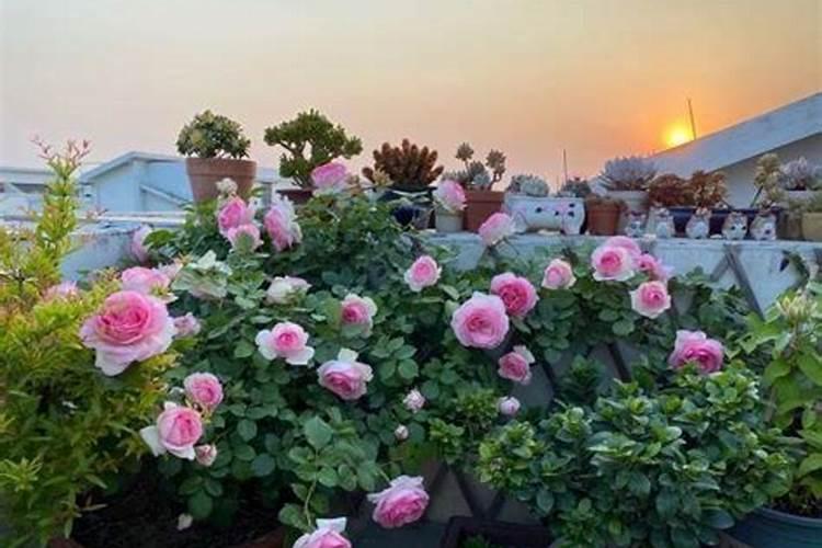 月季花冬季如何施肥效果最好,可以用水溶肥吗？