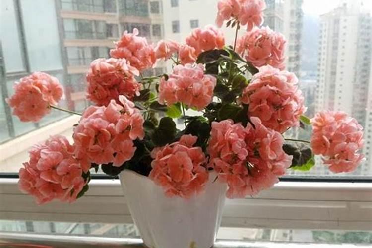 家庭养花要买什么肥料最好