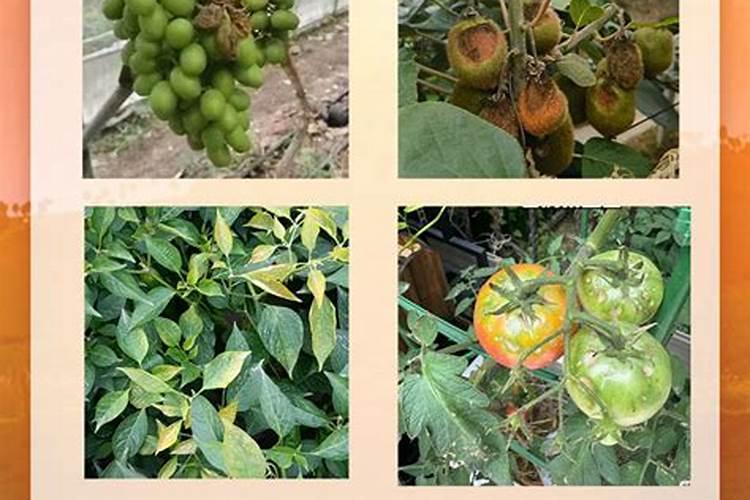 打叶面钙肥温度高会烧伤叶面吗