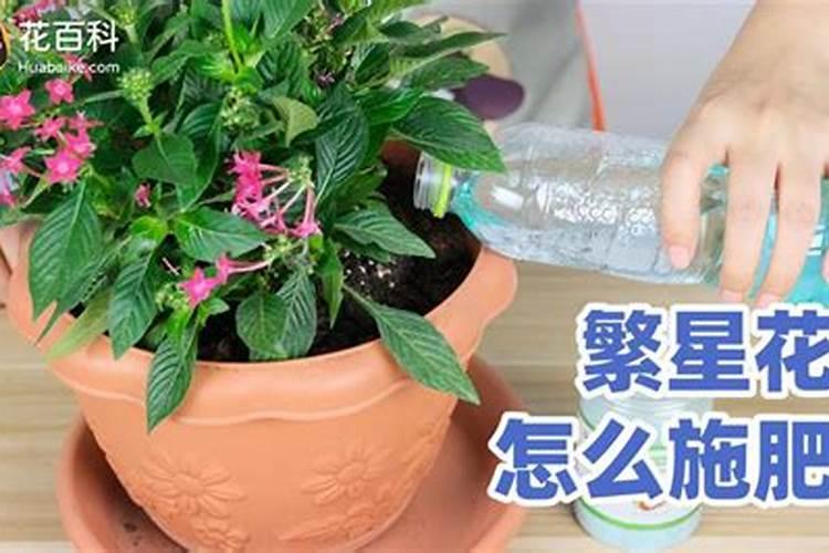 长寿花花谢了施什么肥更好