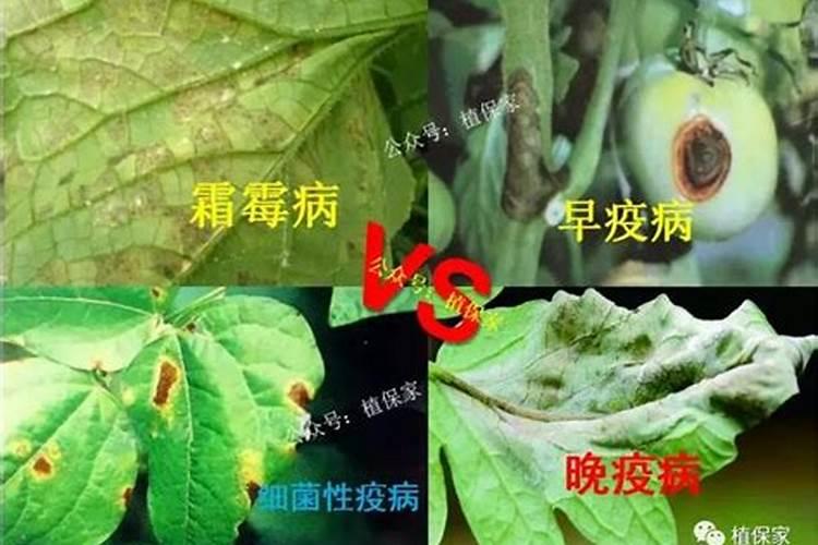 ...病和霜霉病同时发生,喷施什么药能不能加上叶面肥？