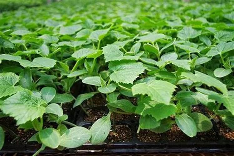 花生幼苗可以喷叶面肥吗 使用什么肥料好