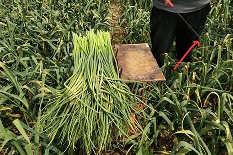 大蒜种植缺少磷肥会造成什么病害