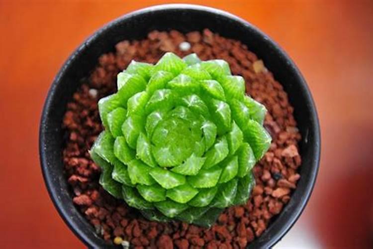多肉植物要浇水和施肥吗