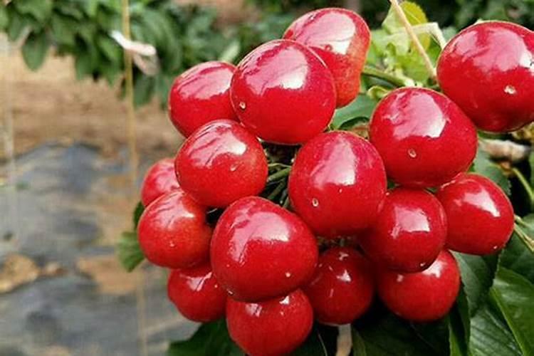 黑树莓几月份种最好