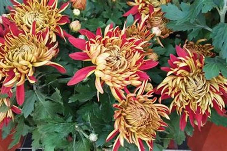 四季菊为什么不开花了,掌握四个要点让四季菊花开满盆