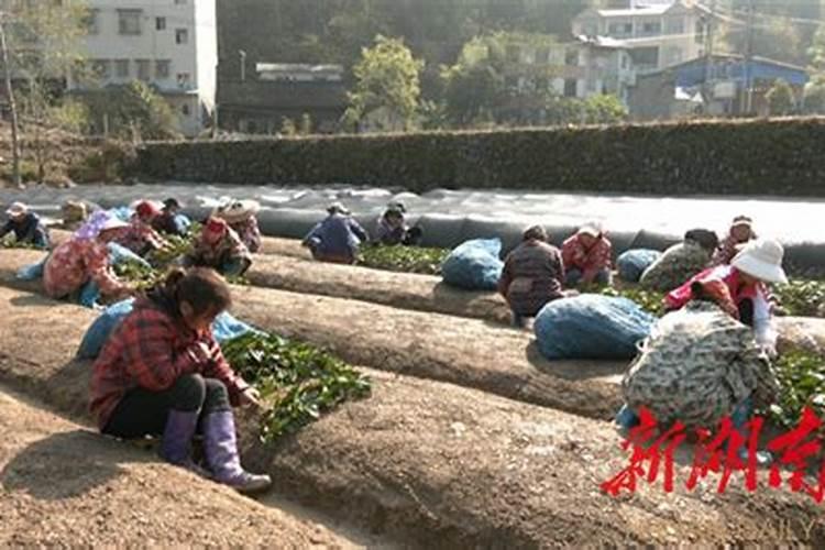 杜鹃红山茶的栽培技术