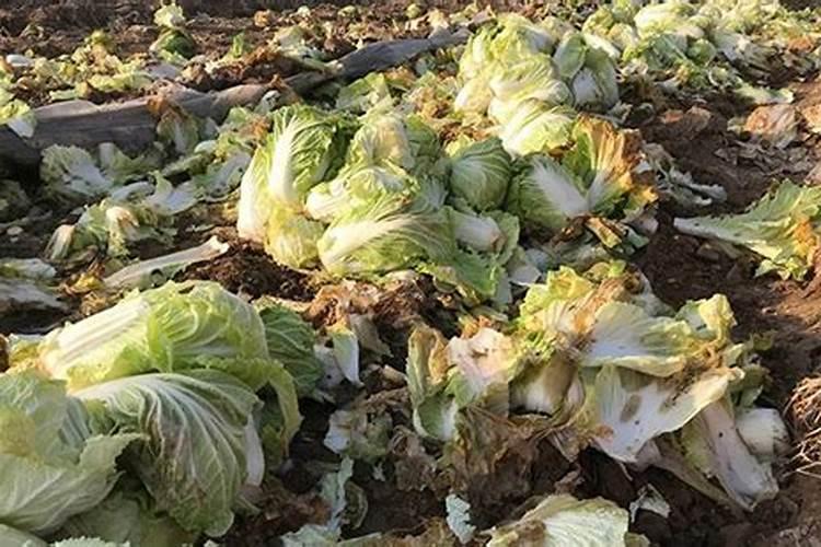 烂菜叶和果皮怎么做成肥料