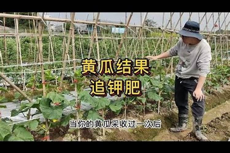 种冬瓜用什么肥料最好