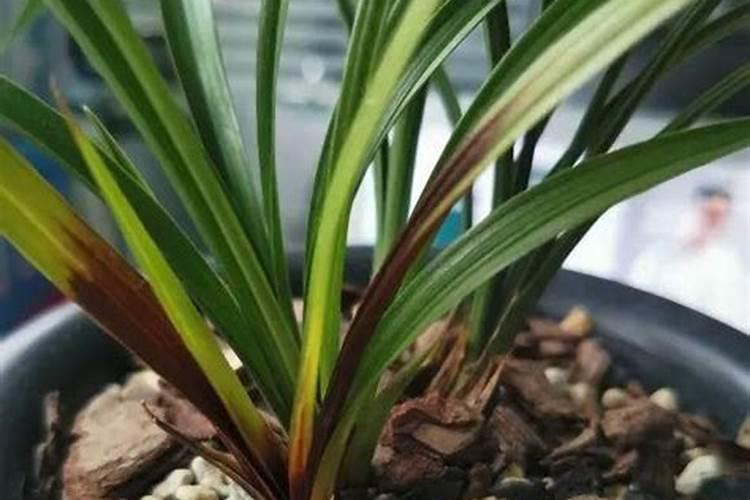 兰蔻小黑瓶肌底液怎么用？是每天都用还是一周只用个一两次？请解谢谢