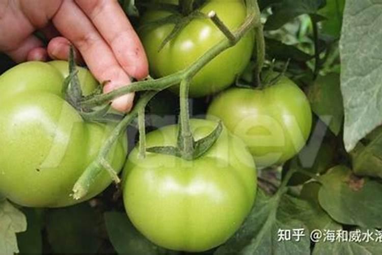 氯化铵对于养鱼有什么好处
