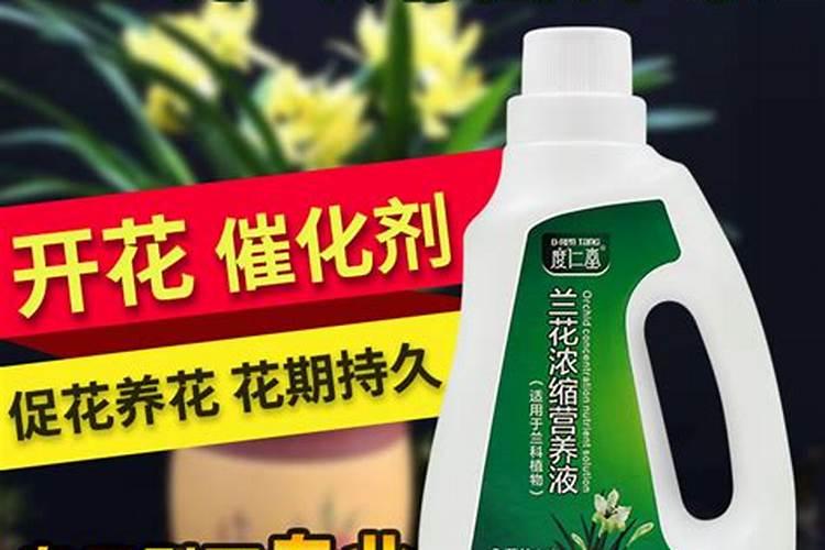 什么时候给杜鹃花喷施叶面肥比较合适