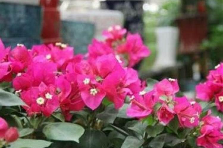 三角梅施什么肥花开满树