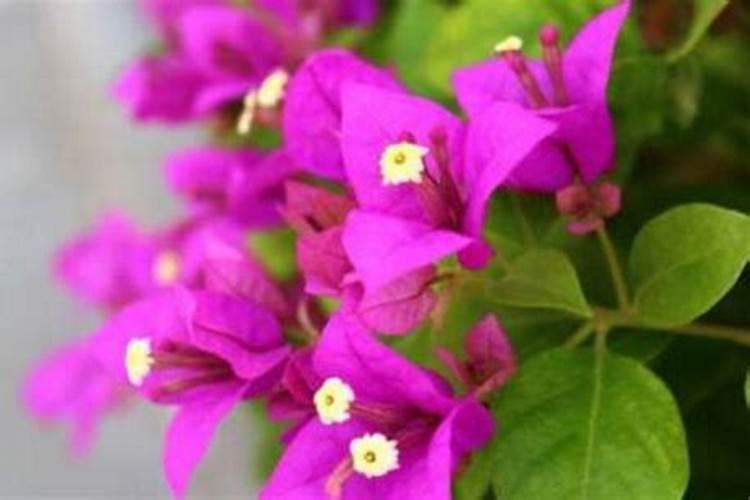 三角梅上什么肥爱开花