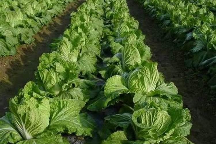 大白菜施肥尿素行吗